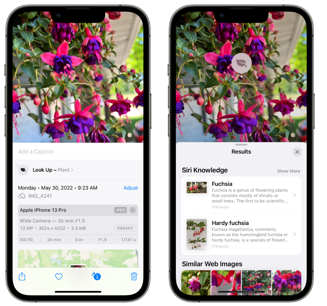 瀍河回族苹果手机维修分享小技巧：使用 iPhone 相机识别花卉植物 